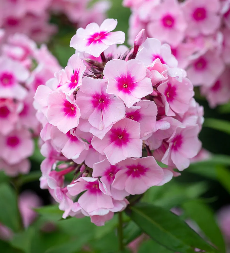 Sarah Raven Plants Phlox Bright Eyes Pflanze 3x9cm pink duftend