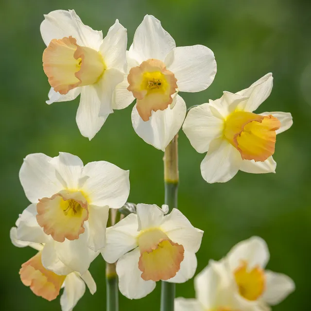 Sarah Raven Bulbs Narcissus Cosmopolitan Blumenzwiebeln 10 Stück