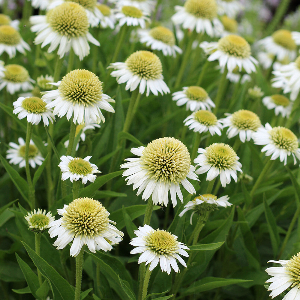 Sarah Raven Plants Echinacea Delicious Ice Pflanze 3x9cm gefüllt