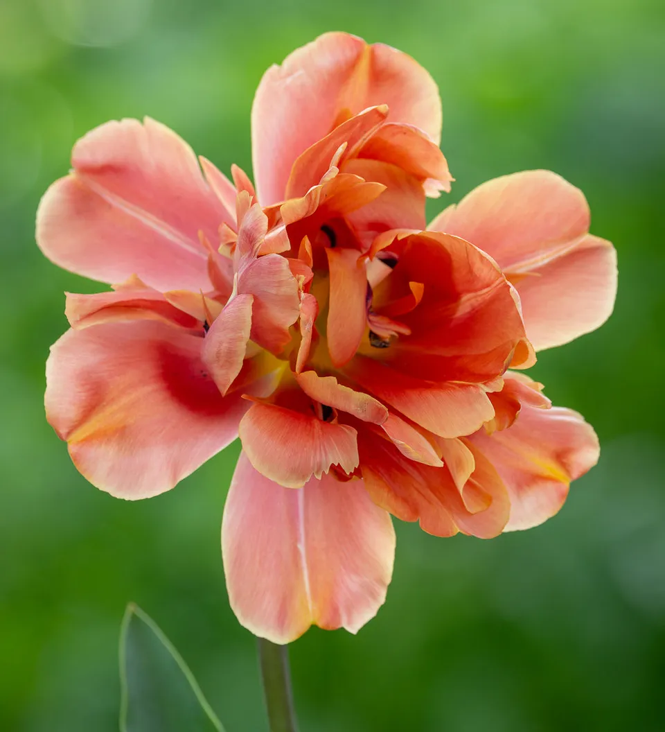 Sarah Raven Bulbs Tulpe Apricot Symbiose Blumenzwiebeln 10 Stück