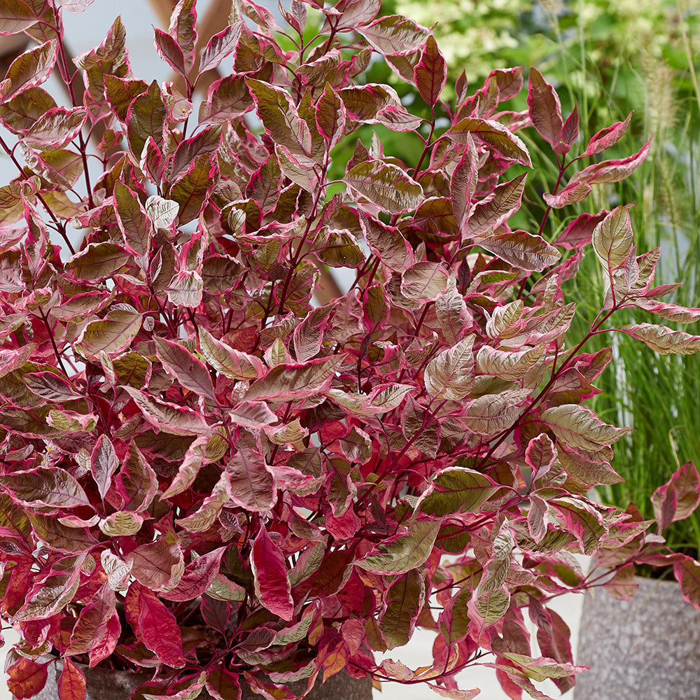 Sarah Raven Cornus alba Miracle Strauch 1x2L Topf rotlaubig
