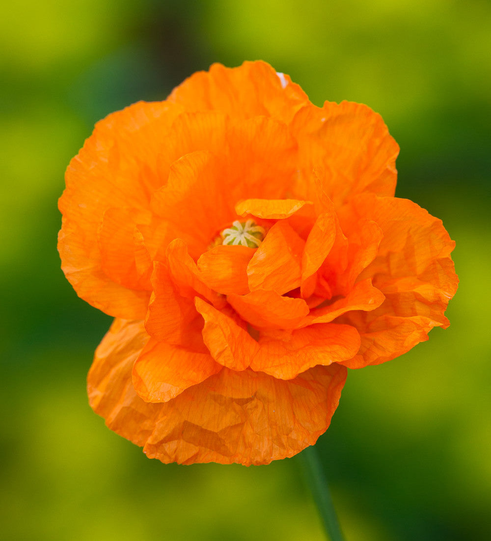 Sarah Raven Papaver rupifragum Orange Feathers Mohn 3 x 9cm Topf