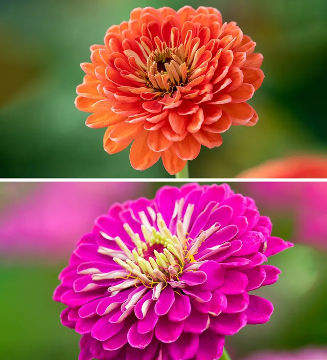 Sarah Raven Seeds Hero Zinnia Mix Blumensamen 25 Samen