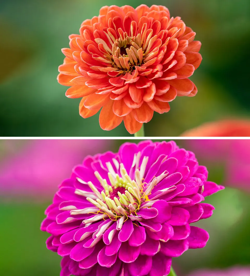 Sarah Raven Seeds Hero Zinnia Mix Blumensamen 25 Samen