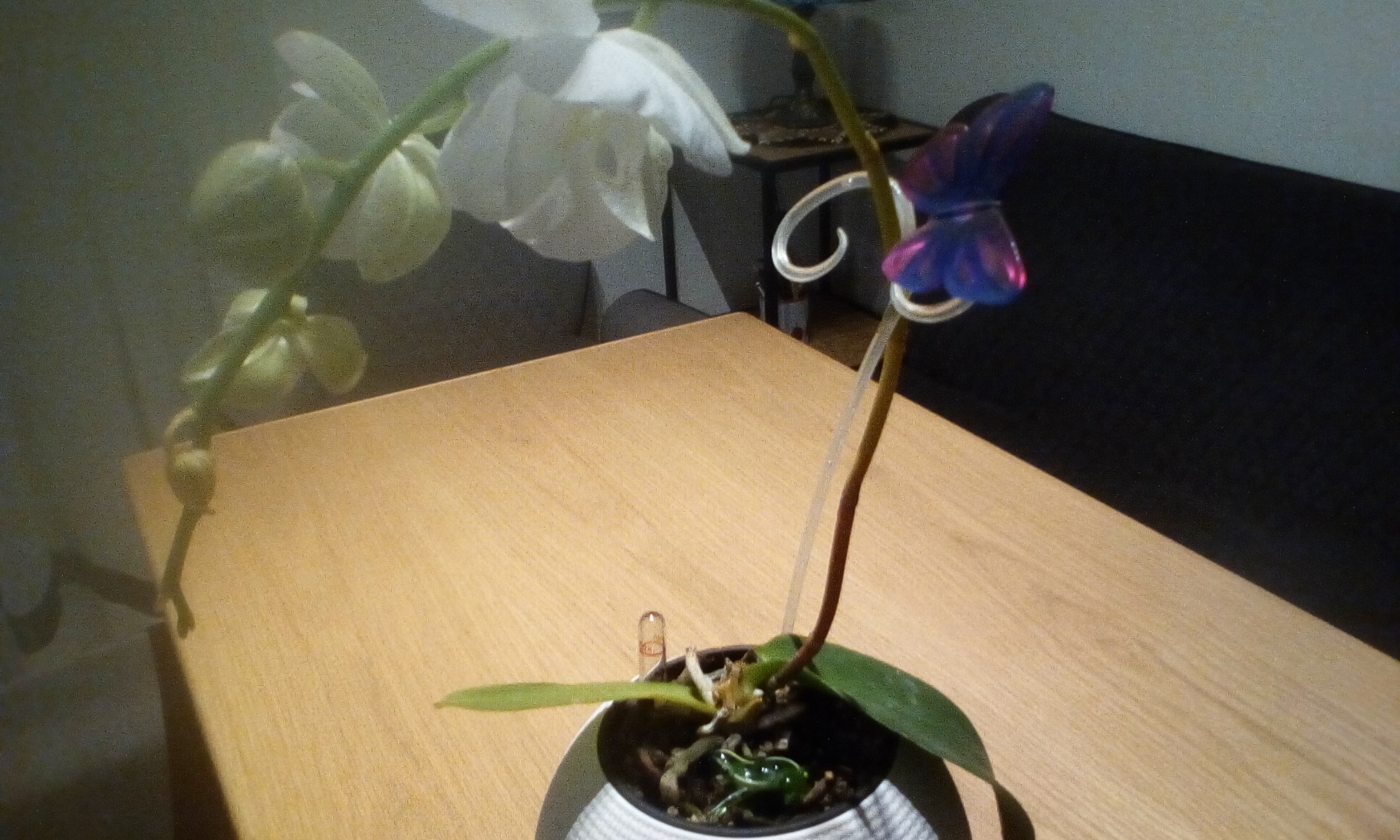 Lechuza Orchid PON Orchideensubstrat 6 L mit Langzeitdünger