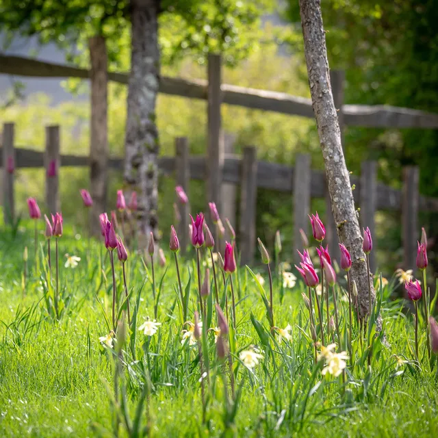 Sarah Raven Bulbs Naturalising Duo Blumenzwiebeln 80 Stück