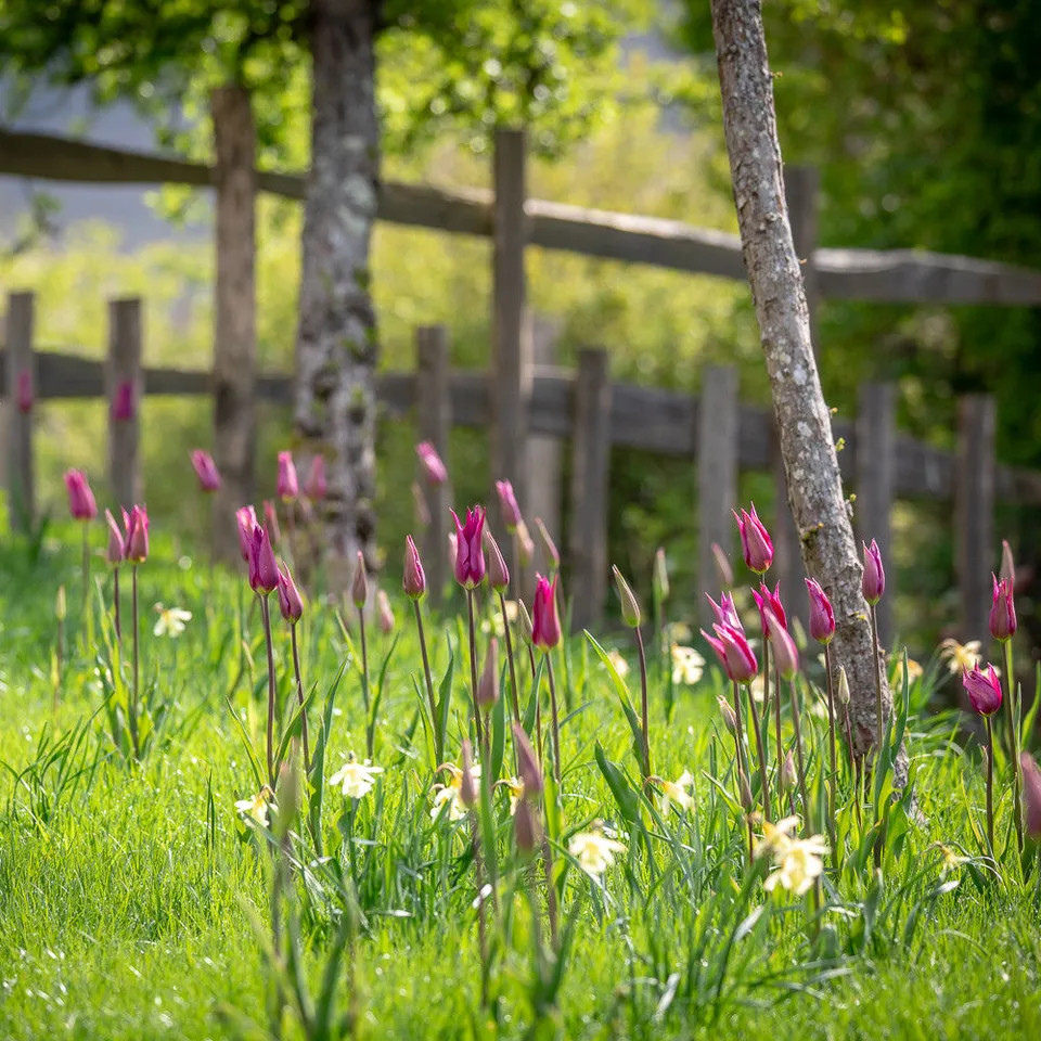 Sarah Raven Bulbs Naturalising Duo Blumenzwiebeln 80 Stück