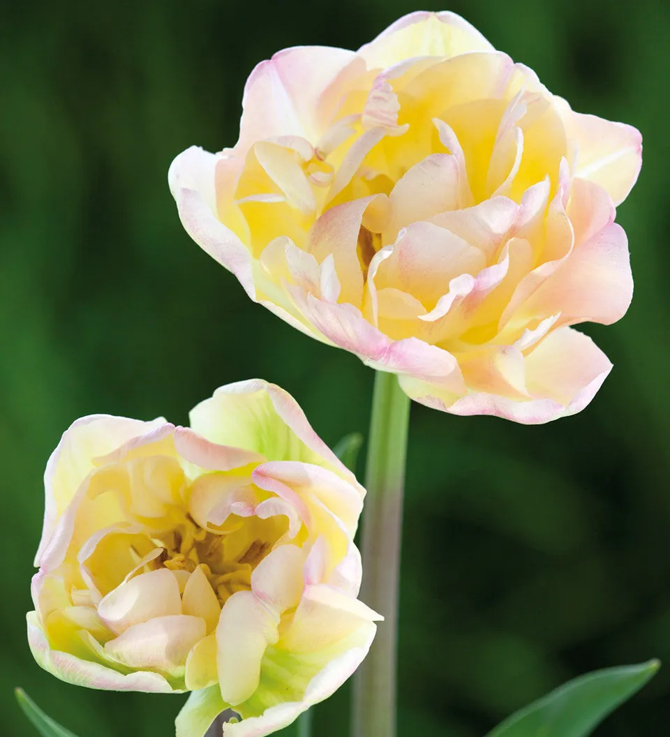 Sarah Raven Tulip Crème Upstar Blumenzwiebeln 10 Stück