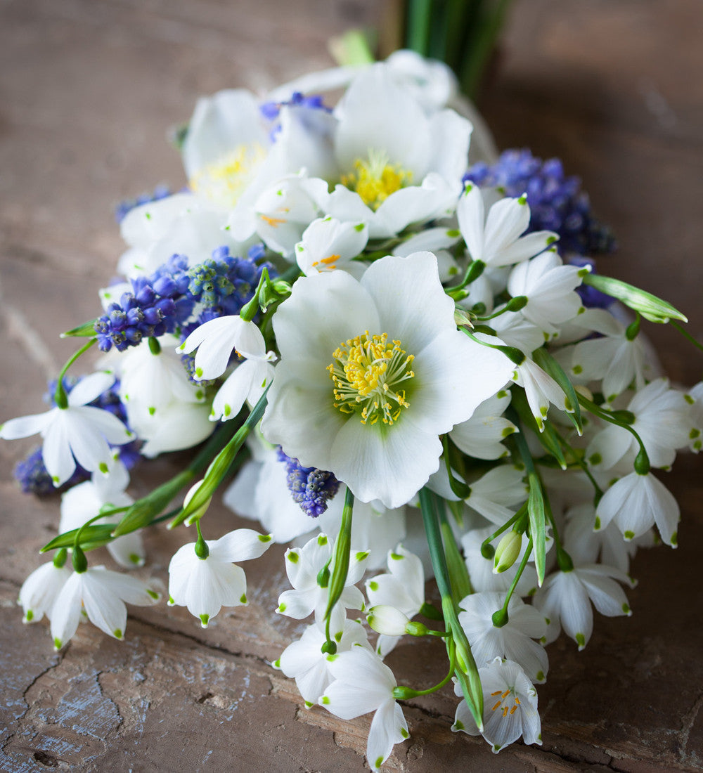 Sarah Raven Plants Helleborus niger Christrose 3x9cm weiß Winter