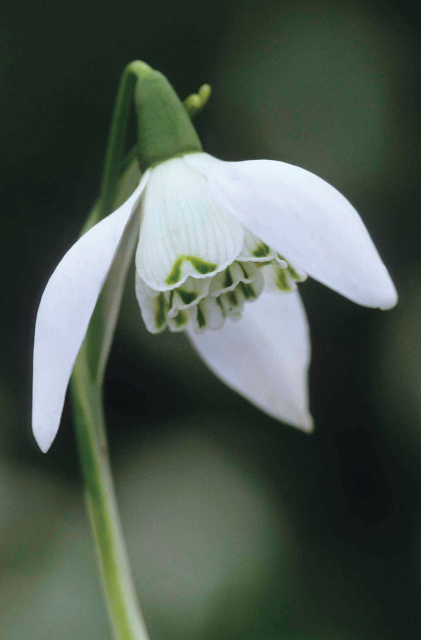 Sarah Raven Schneeglöckchen Blumenzwiebeln 30 Stück weiß