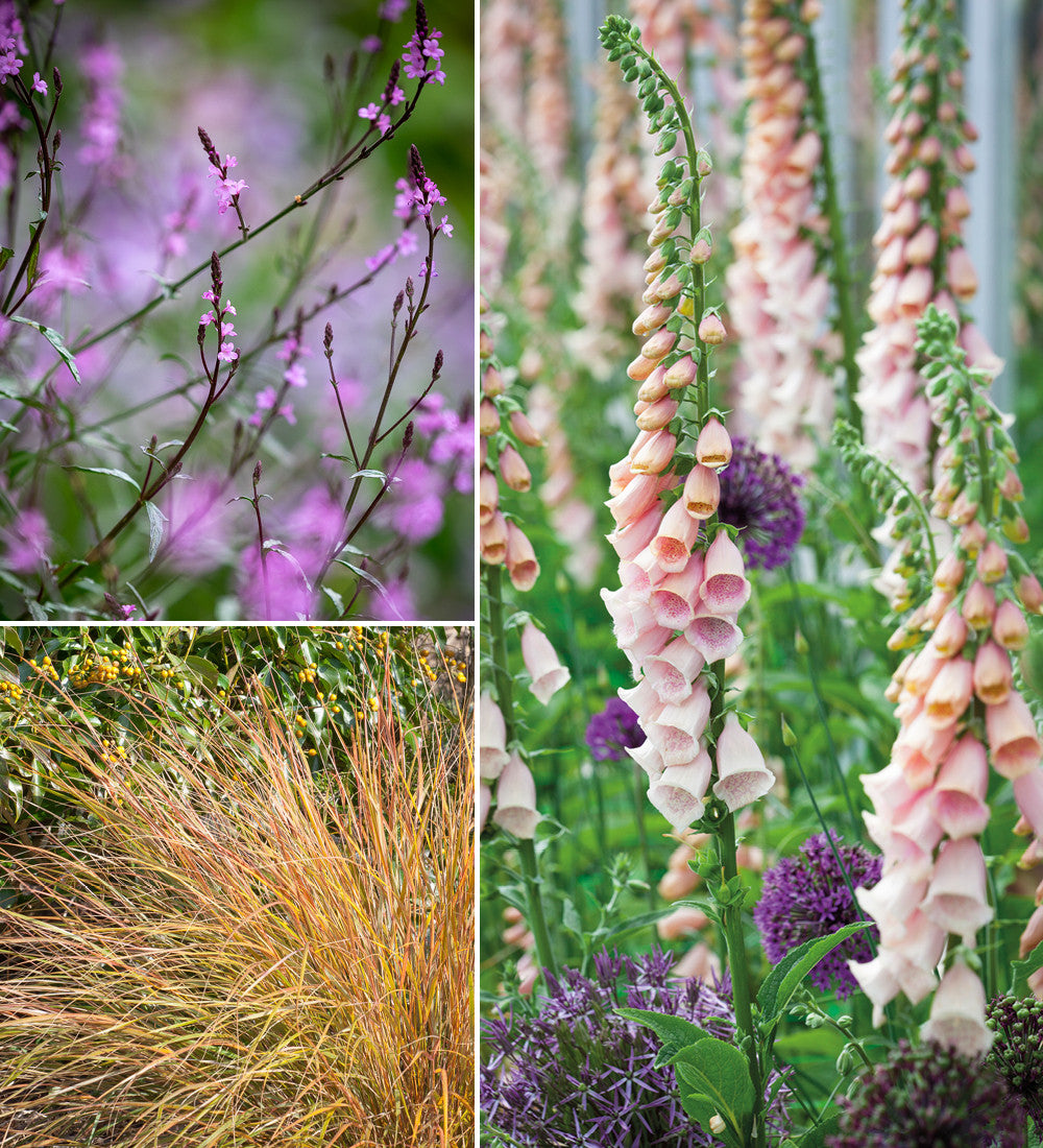Sarah Raven Plants Naturalising Border Collection Stauden 18x 9cm selbst