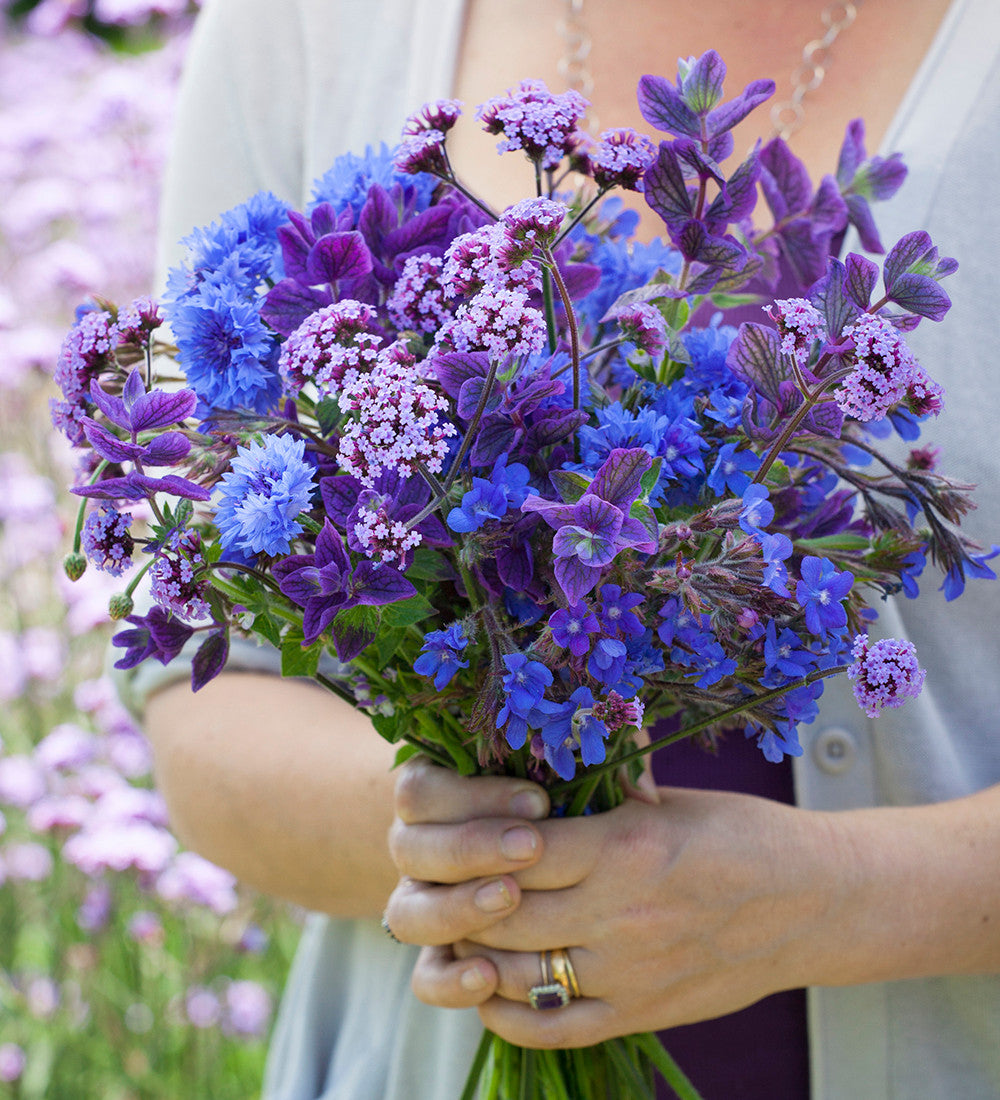 Sarah Raven Seeds Amethyst Sapphire Blumensamen 700 Samen Schnittblumen