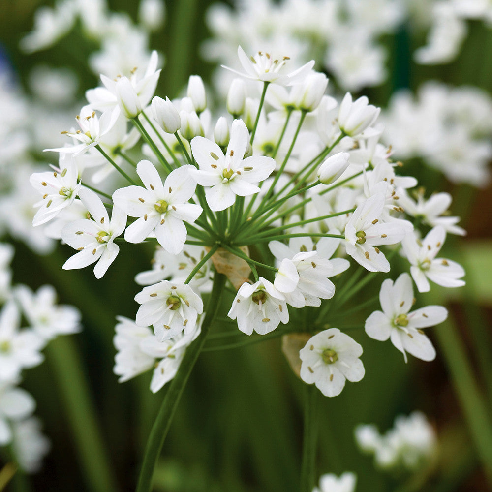 Sarah Raven White Allium Blumenzwiebeln 30 Stück weiß