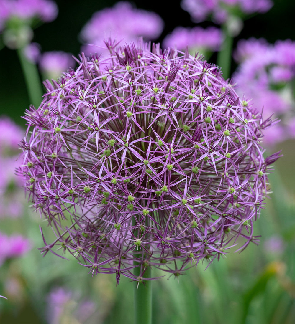 Sarah Raven Bulbs Allium cristophii Zwiebeln 15 Zwiebeln lila