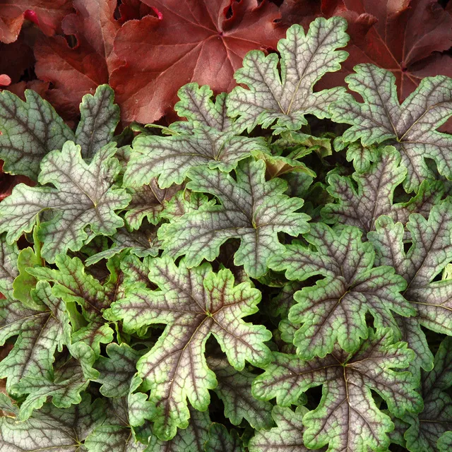 Sarah Raven Plants Heucherella Tapestry Staude 9cm Blattschmuck