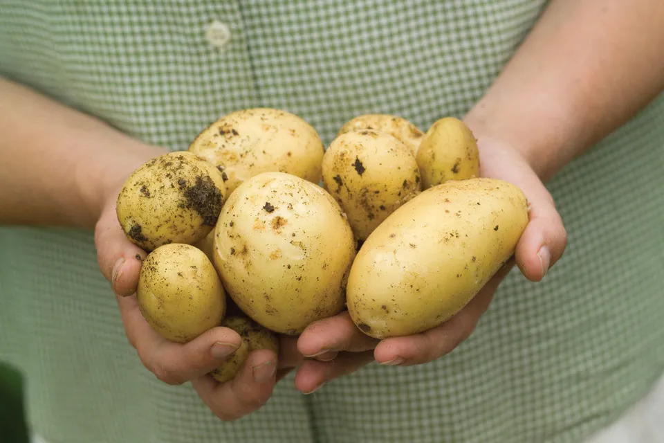 Sarah Raven Plants Potato Charlotte Saatkartoffeln 1kg gelb