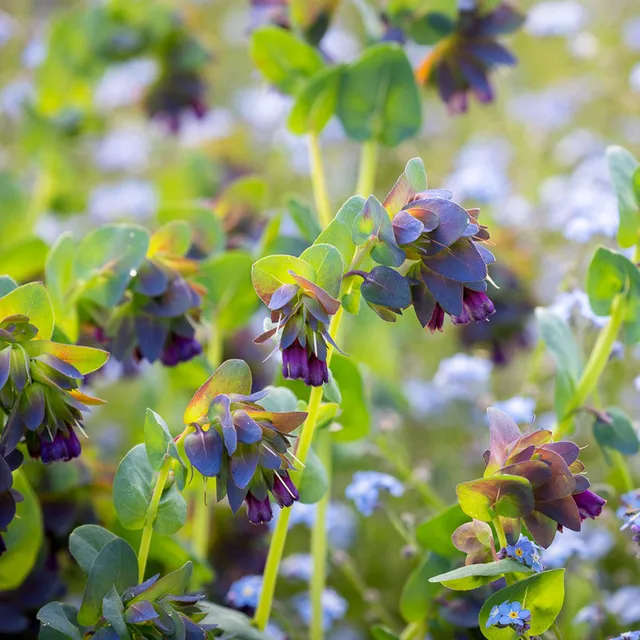 Sarah Raven Plants Cerinthe major Purpurascens Blumensamen 12 Samen