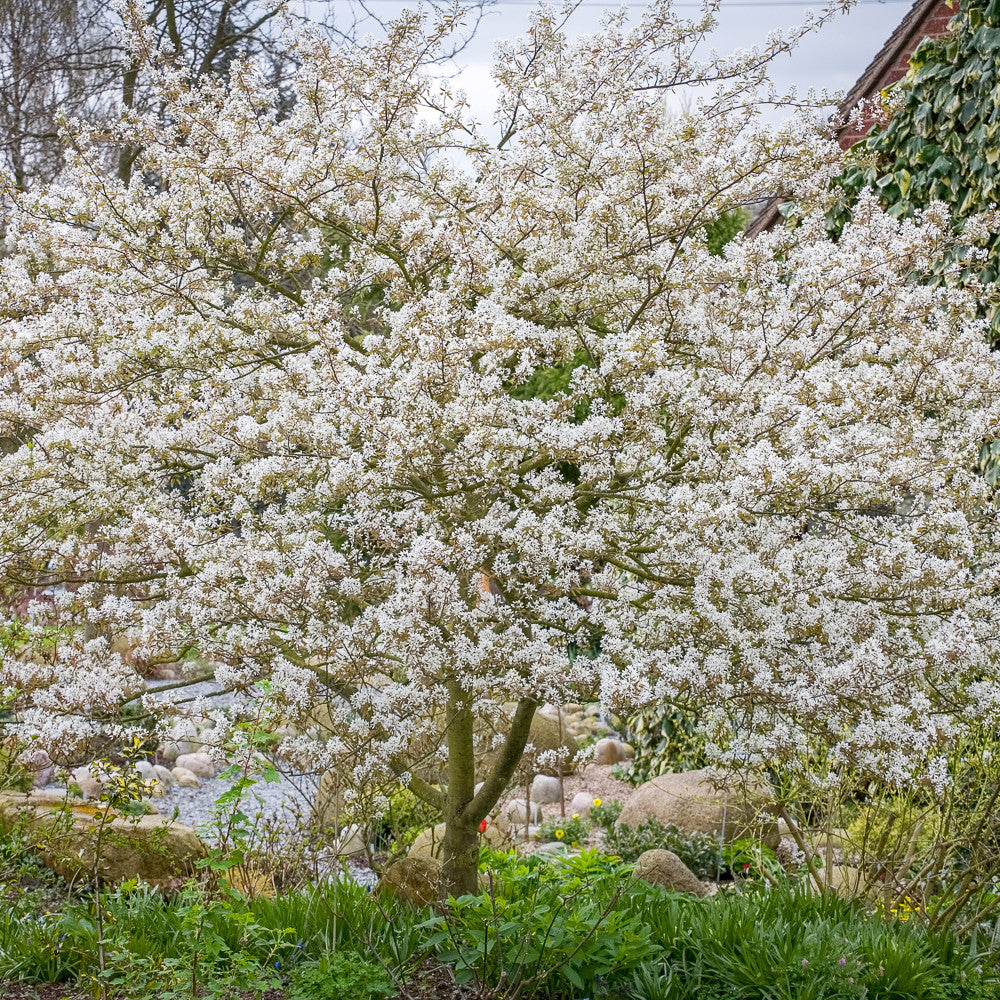Sarah Raven Amelanchier Prince William Felsenbirne 2L Topf