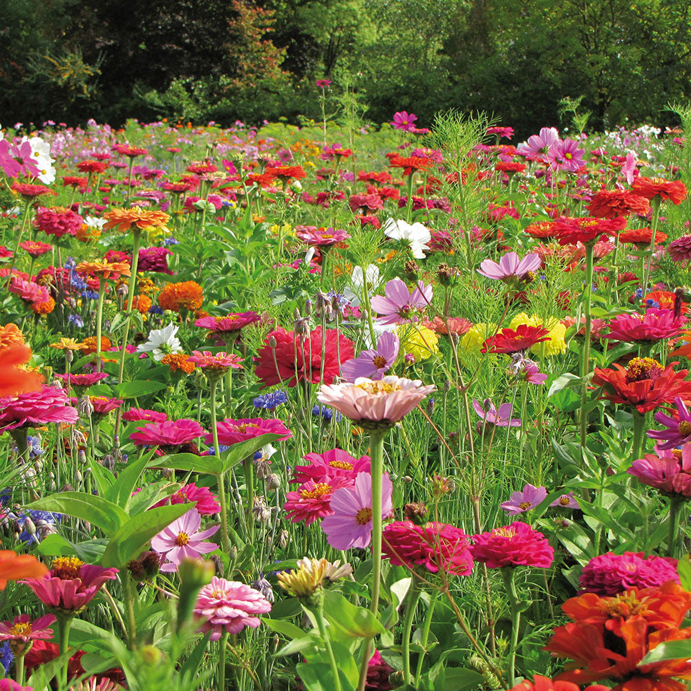 Sarah Raven Seeds Cottage Garden Mix Samen 6g Bienen