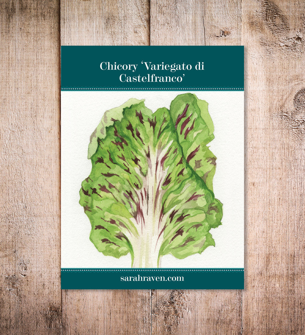 Sarah Raven Seeds Chicory Variegato di Castelfranco Samen 400