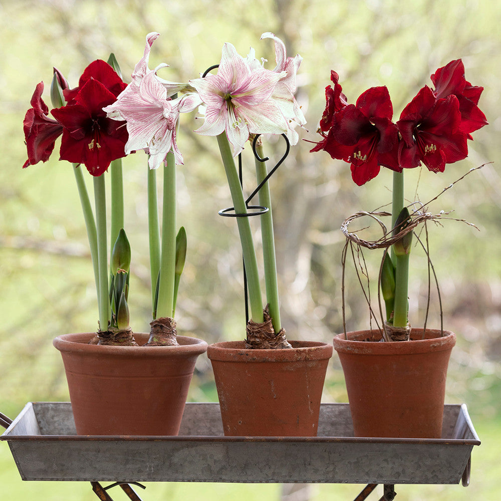 Sarah Raven Bulbs Favourite Amaryllis Zwiebeln 3 Stück rot grün