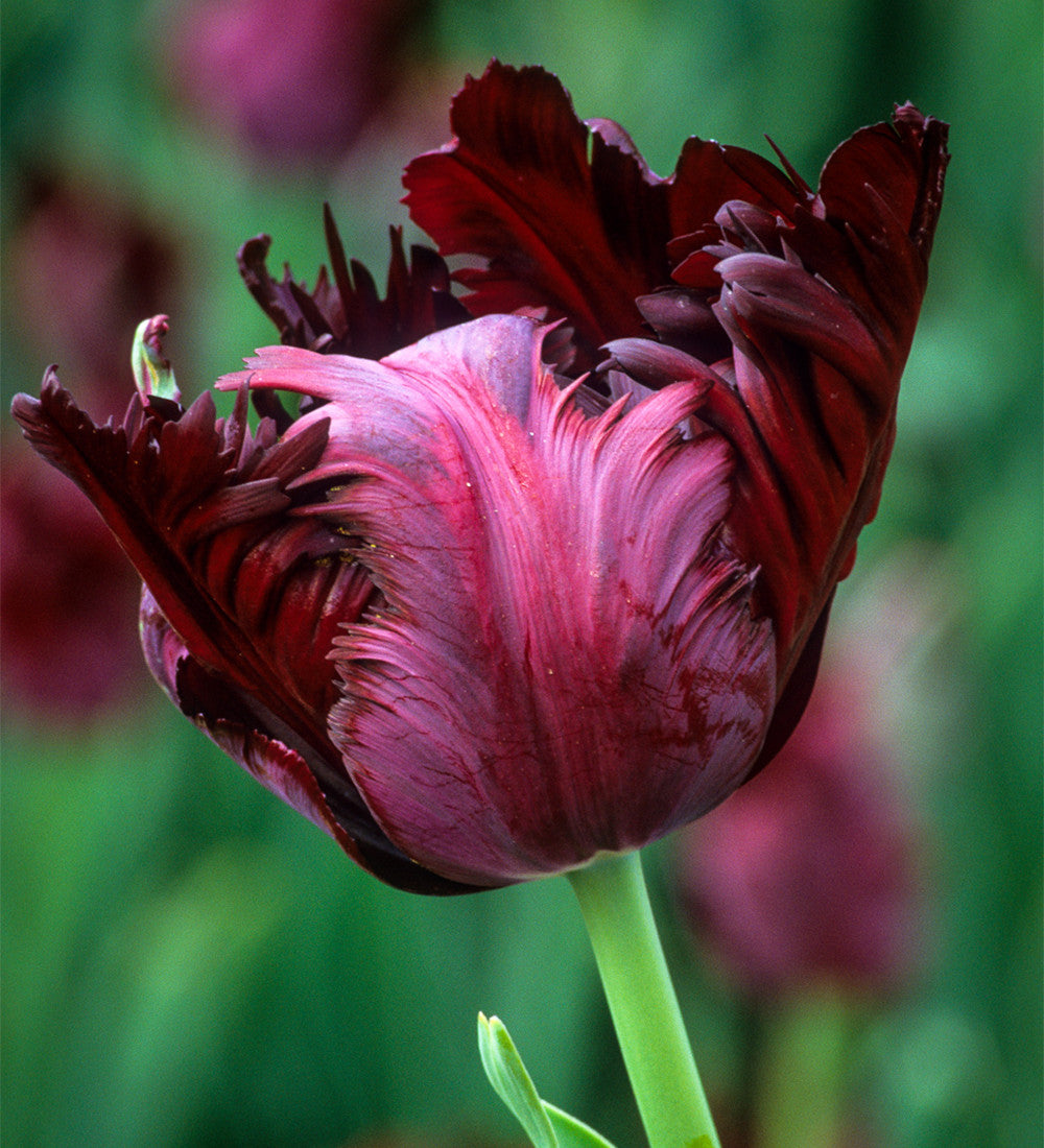 Sarah Raven Pompadour Tulpen Blumenzwiebeln 25 dunkel