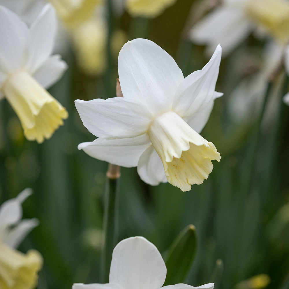 Sarah Raven Bulbs Spring Centrepiece Blumenzwiebeln 55 Zwiebeln