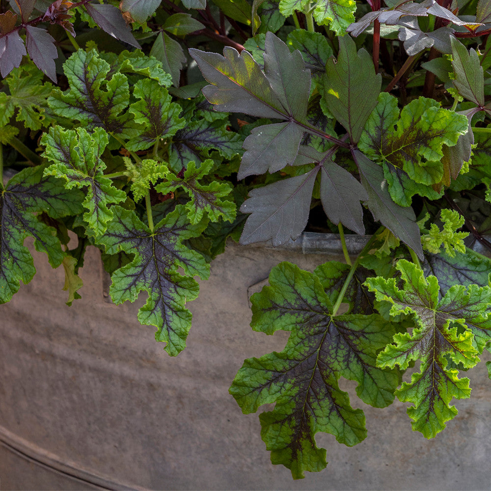 Sarah Raven Plants Pelargonium quercifolium Pflanze 3x9cm duftend