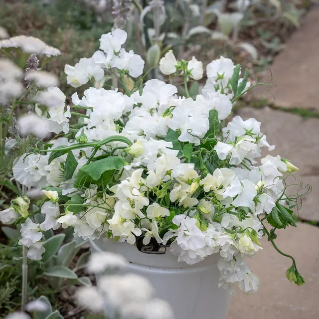 Sarah Raven White Garden Duftwickensamen 20 Samen duftend
