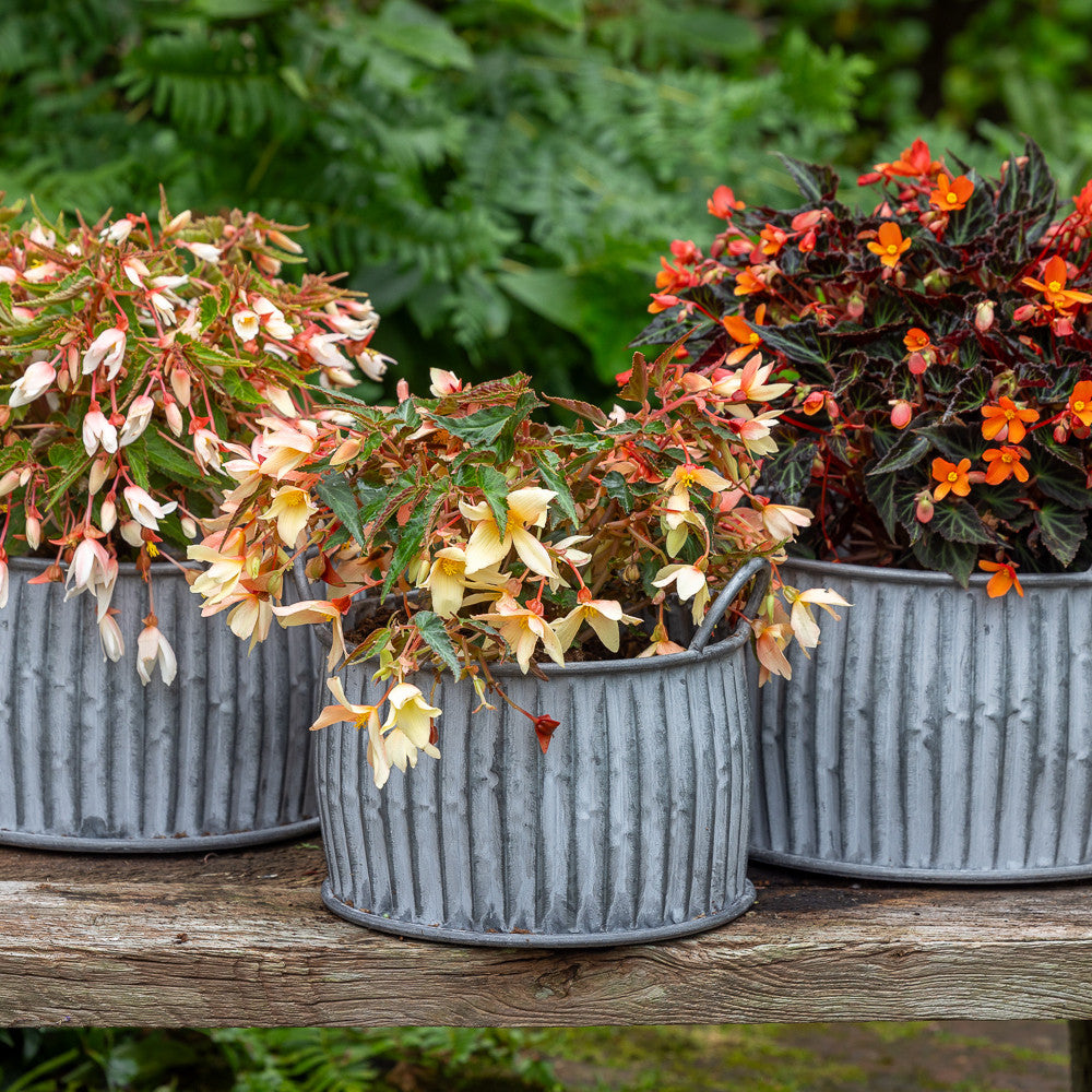 Sarah Raven Gardening Ribbed Zinc Belly Pflanztopf Zink 3er-Set