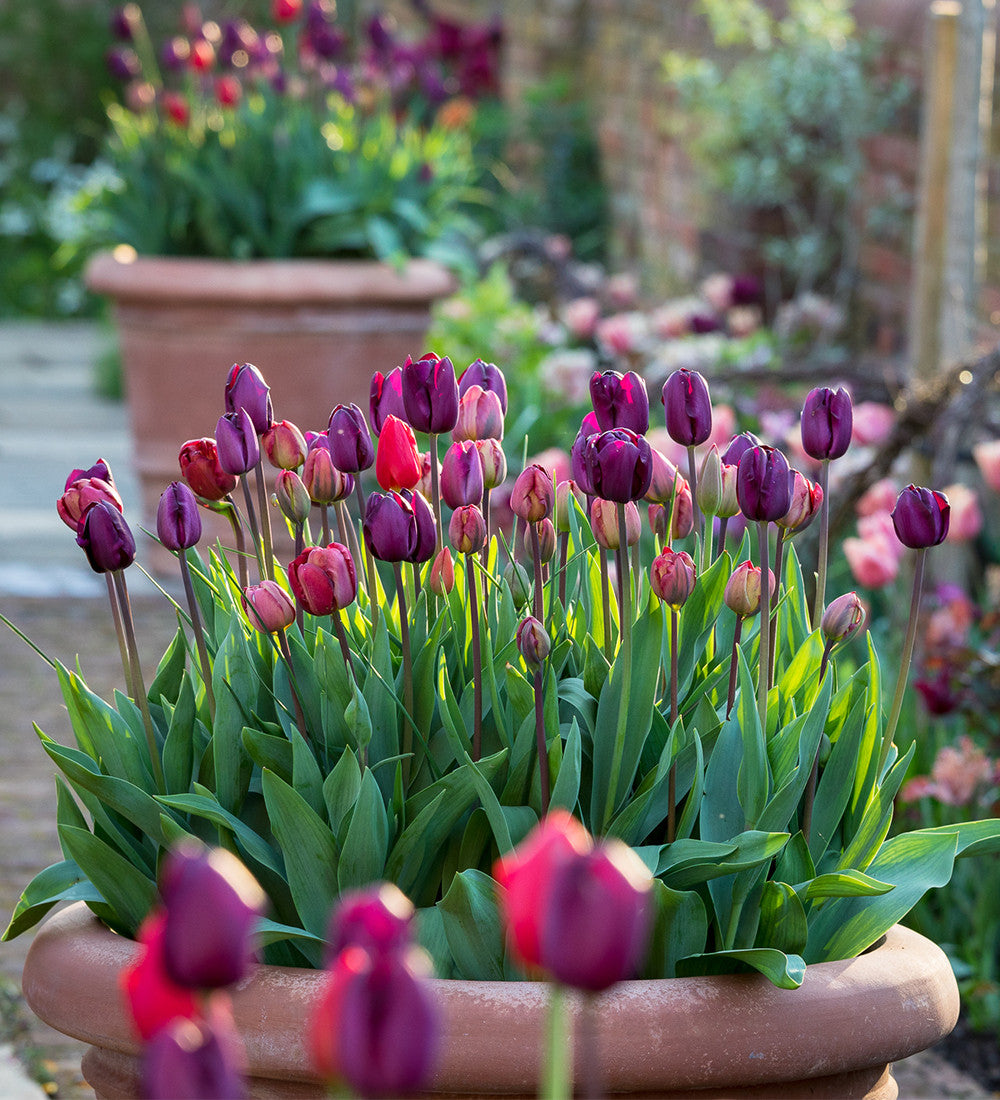 Sarah Raven Bulbs Dutch Yard Tulpenzwiebeln 30 Zwiebeln rot