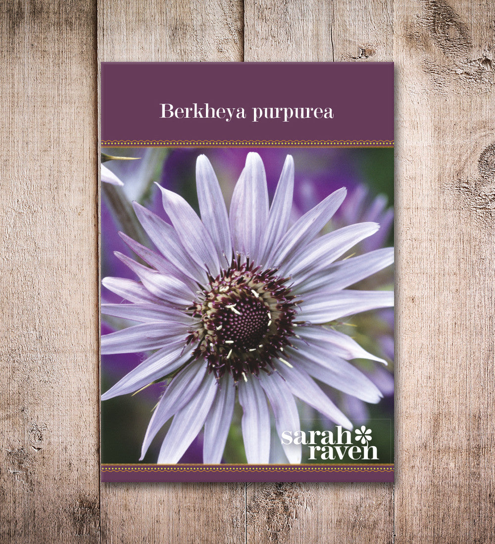 Sarah Raven Seeds Berkheya purpurea Samen 20 Samen violett