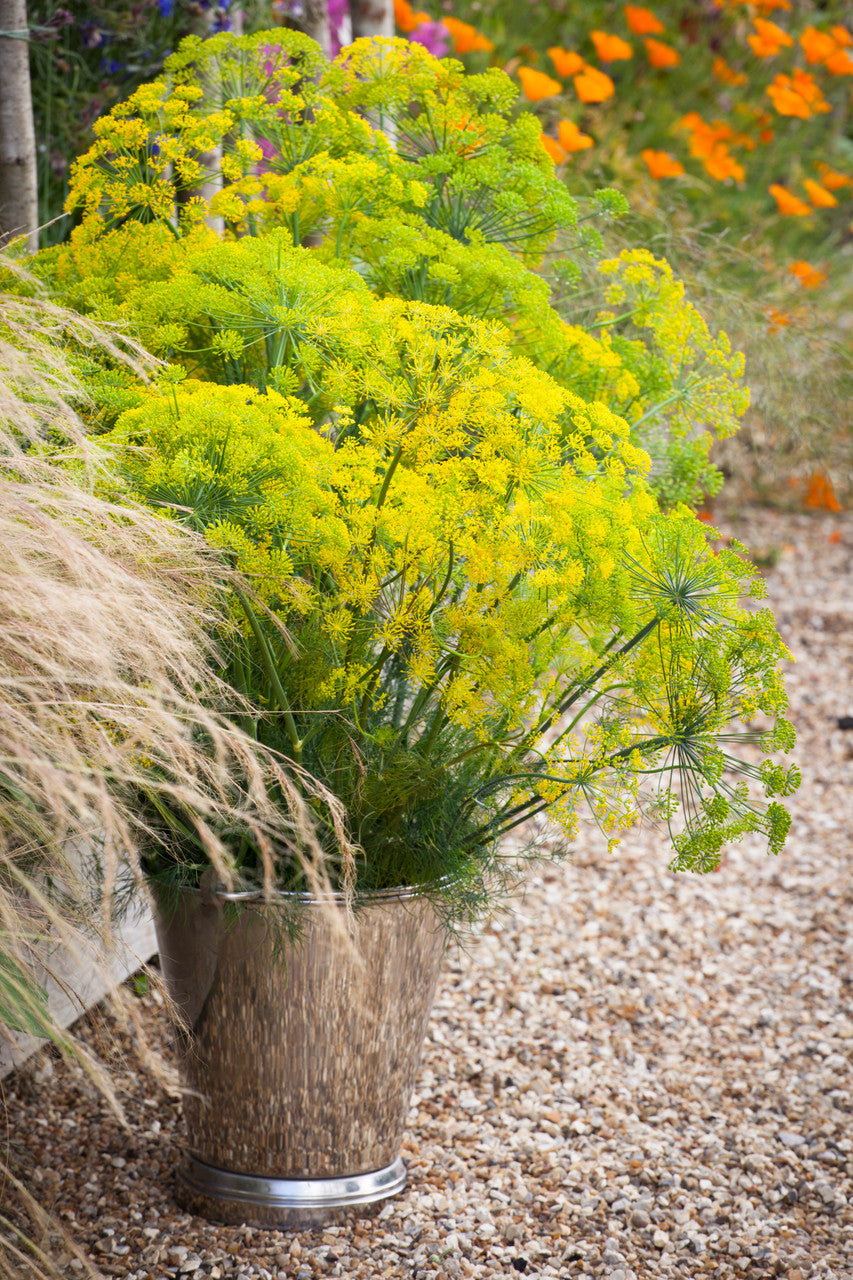 Sarah Raven Plants Dill Anethum Samen Bio 750 Stück Küche