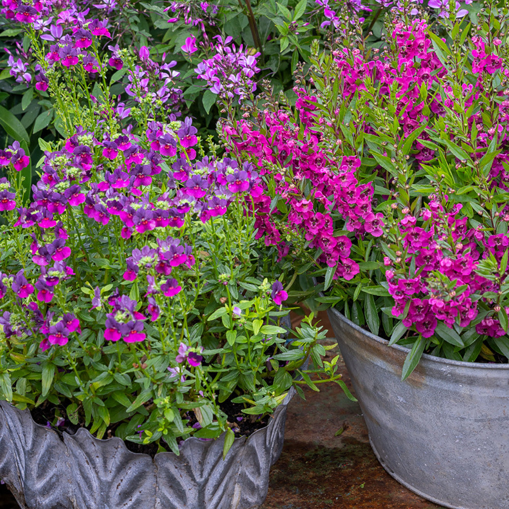Sarah Raven Plants Nemesia 'Lady Lisa' Pflanze 3x 9cm-Topf blau