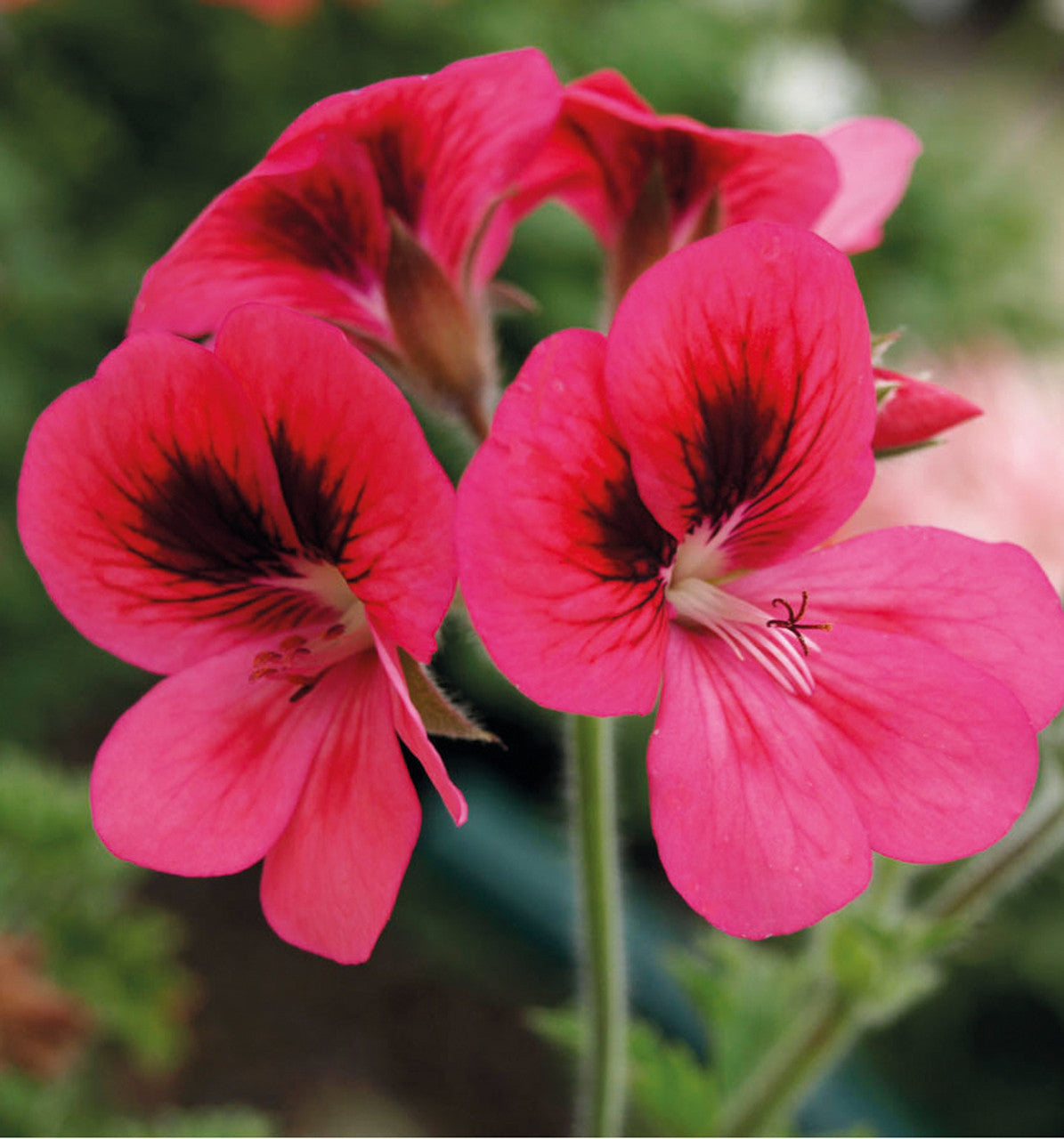 Sarah Raven Plants Pelargonium Pink Aurore Pflanze 3x9cm langblühend