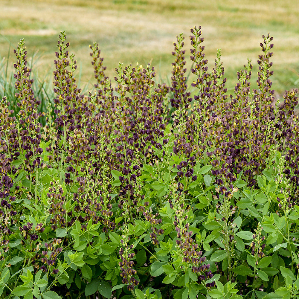 Sarah Raven Plants Baptisia Dark Chocolate 3L Topf Sommerblüher