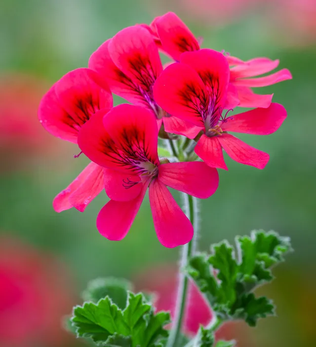 Sarah Raven Pelargonium Shrubland Rose Duftgeranie 3x9cm rosa