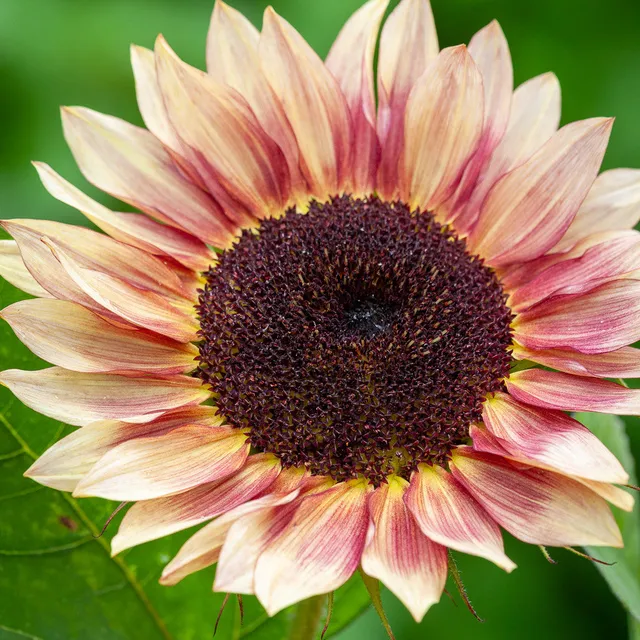Sarah Raven Seeds Helianthus Ruby Eclipse F1 20 Samen Rot
