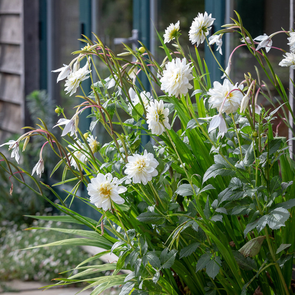 Sarah Raven Acidanthera Murielae Blumenzwiebeln 30 Knollen Duft
