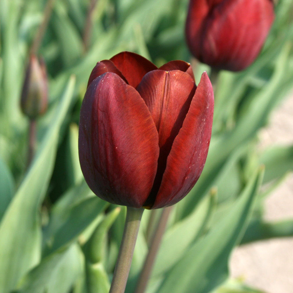 Sarah Raven Tulpe Dom Pedro Blumenzwiebeln Terracotta 10 Stück