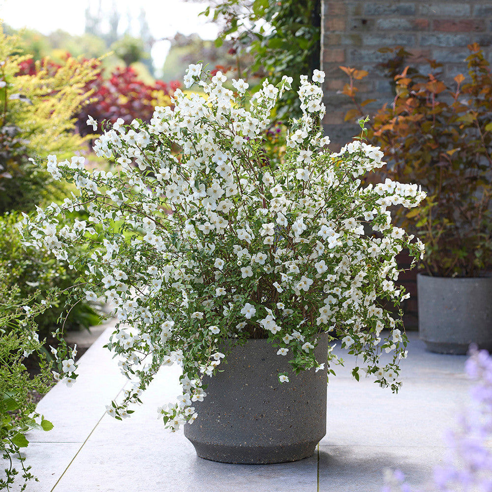 Sarah Raven Philadelphus Petite Perfume White 2 Liter weiß