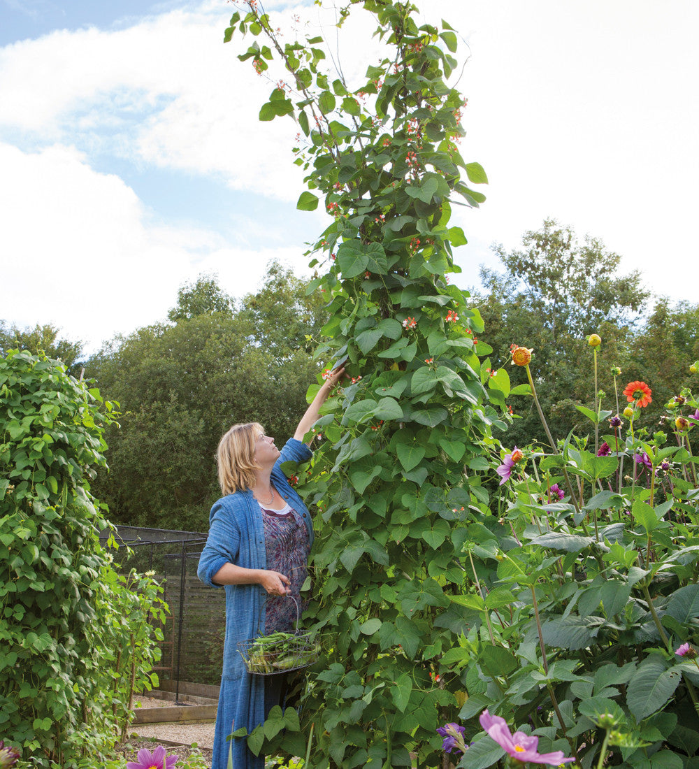 Sarah Raven Seeds Stangenbohne Polestar Samen 40 Stück rankend