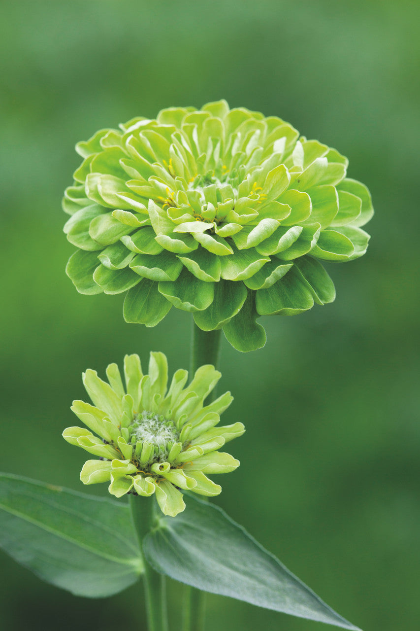 Sarah Raven Genoa Zinnia Mix Samen 30 Samen bunt