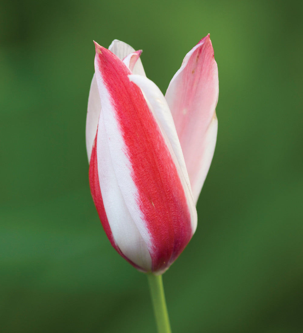 Sarah Raven Bulbs Tulip clusiana Peppermintstick Blumenzwiebeln 10 Stück verwildernd