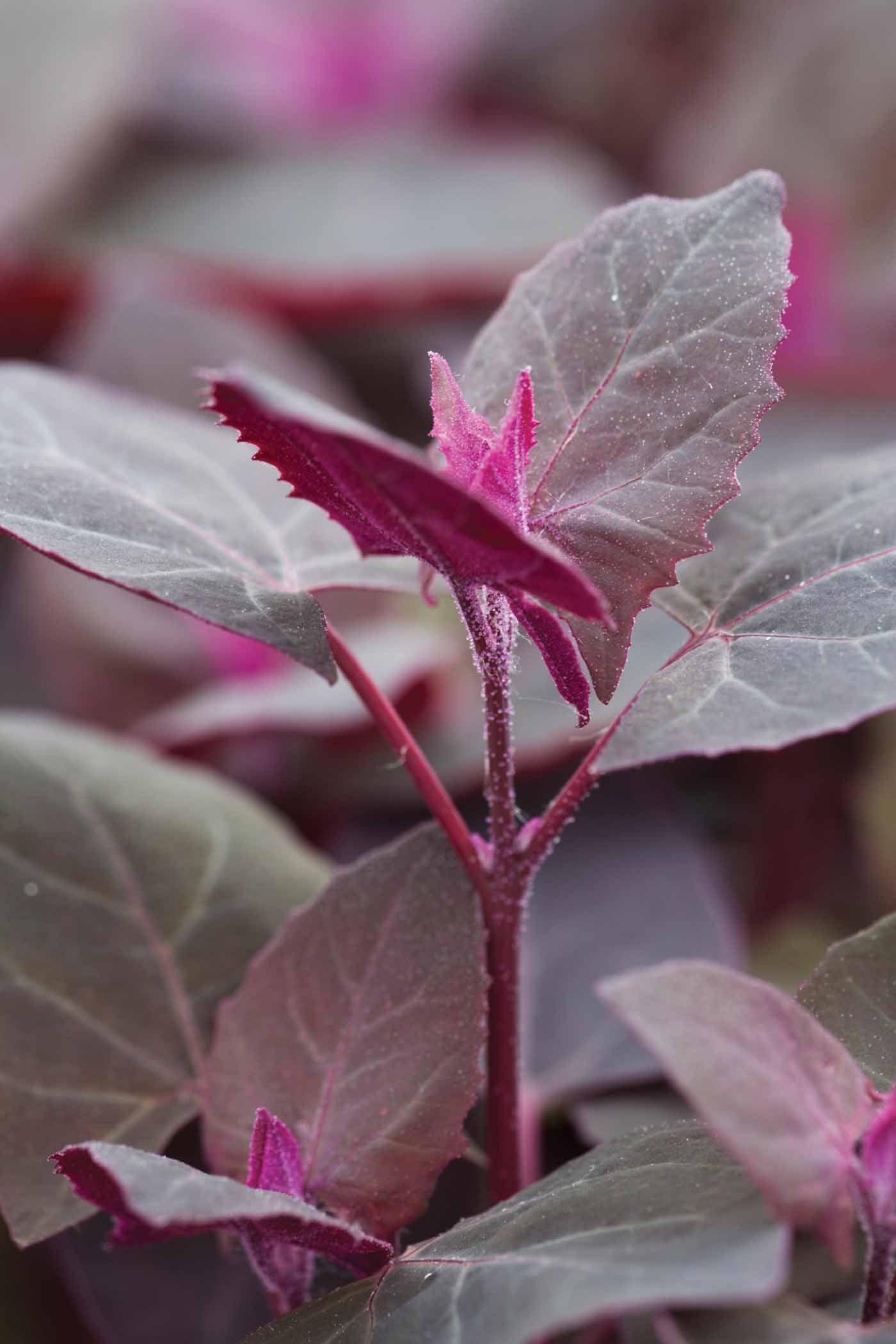 Sarah Raven Atriplex Gartenmelde Samen 200 Samen rot essbar