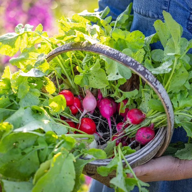 Sarah Raven Seeds Radish Mix Samen 500 Samen bunte Mischung