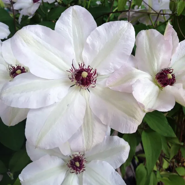 Sarah Raven Plants Clematis Miss Bateman Pflanze 2 Liter weiß