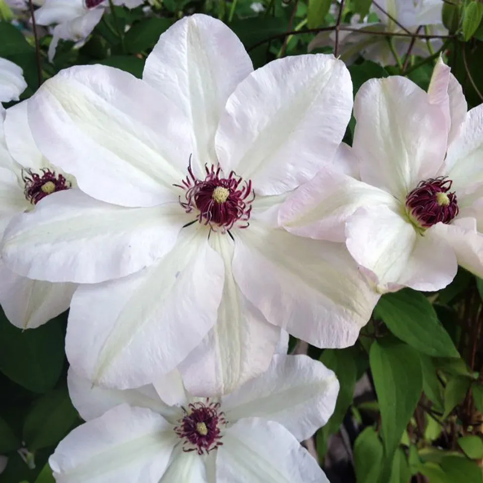Sarah Raven Plants Clematis Miss Bateman Pflanze 2 Liter weiß