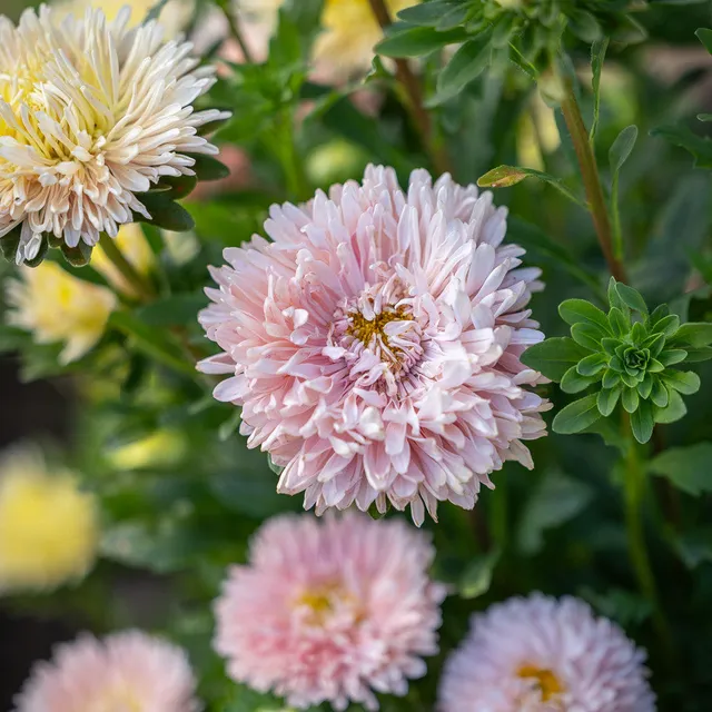 Sarah Raven King Size Apricot Sommeraster Samen 150 Korn