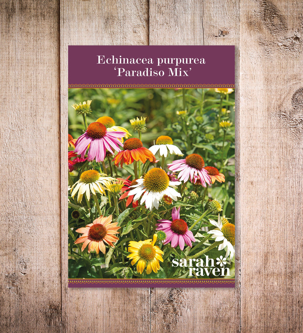 Sarah Raven Plants Echinacea Paradiso Mix Samen 20 Stück